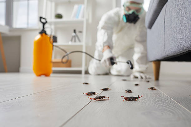 Commercial Rodent Management in Riverbank